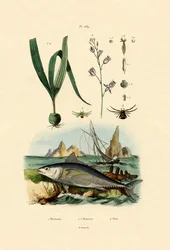 Araña cangrejo